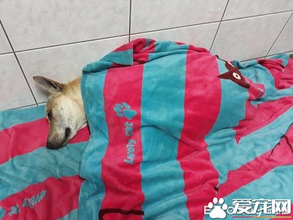 毛小孩全身淋湿 妈妈超心疼花20分钟擦干