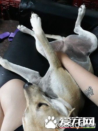 毛小孩全身淋湿 妈妈超心疼花20分钟擦干