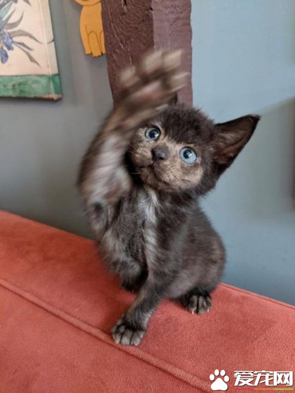 小黑猫因潮湿掉毛 新长毛后竟变身灰脸猫