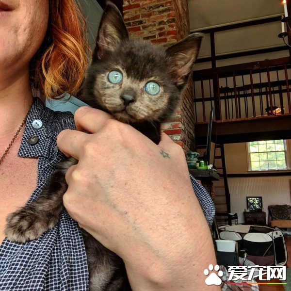 小黑猫因潮湿掉毛 新长毛后竟变身灰脸猫