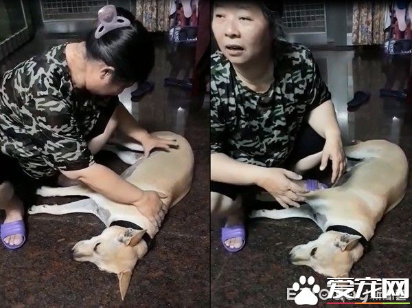 毛小孩全身淋湿 妈妈超心疼花20分钟擦干