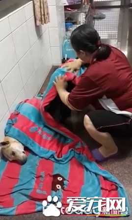 毛小孩全身淋湿 妈妈超心疼花20分钟擦干