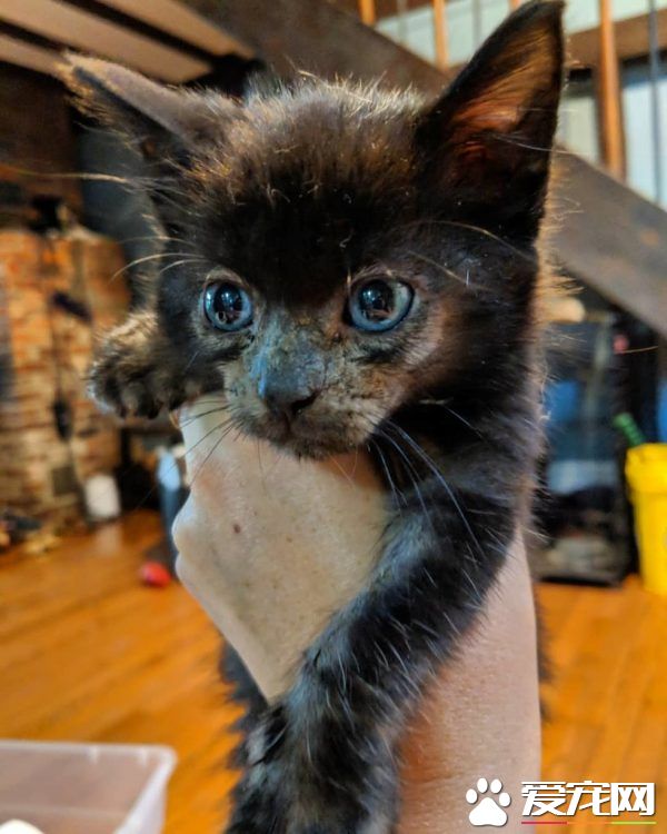 小黑猫因潮湿掉毛 新长毛后竟变身灰脸猫