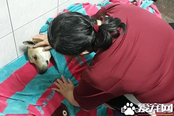 毛小孩全身淋湿 妈妈超心疼花20分钟擦干