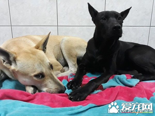 毛小孩全身淋湿 妈妈超心疼花20分钟擦干