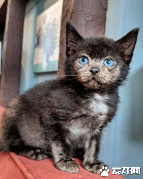 小黑猫因潮湿掉毛 新长毛后竟变身灰脸猫