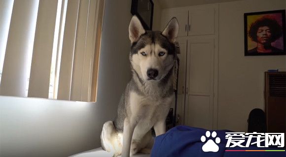 超萌哈士奇 每天早上各种眼神攻击叫起床