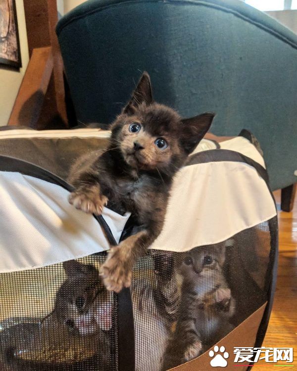 小黑猫因潮湿掉毛 新长毛后竟变身灰脸猫