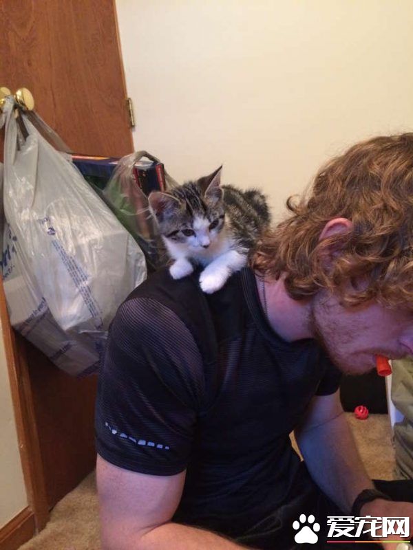 喵星人的魅力！声称不养猫的爸爸也难逃喵手