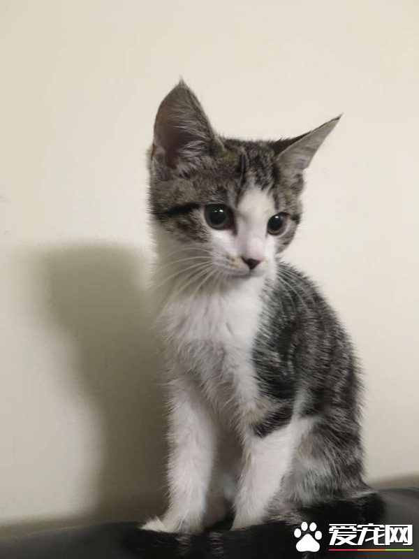 喵星人的魅力！声称不养猫的爸爸也难逃喵手