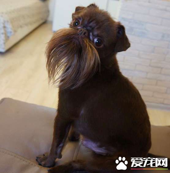 被称为老公公狗的坚果 长胡子却成为它受欢迎的标志