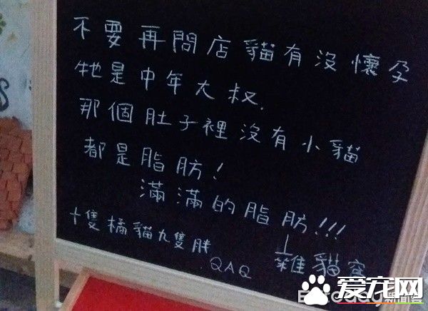 佛系经营方式的猫咖啡厅 现任店长背后故事超感人