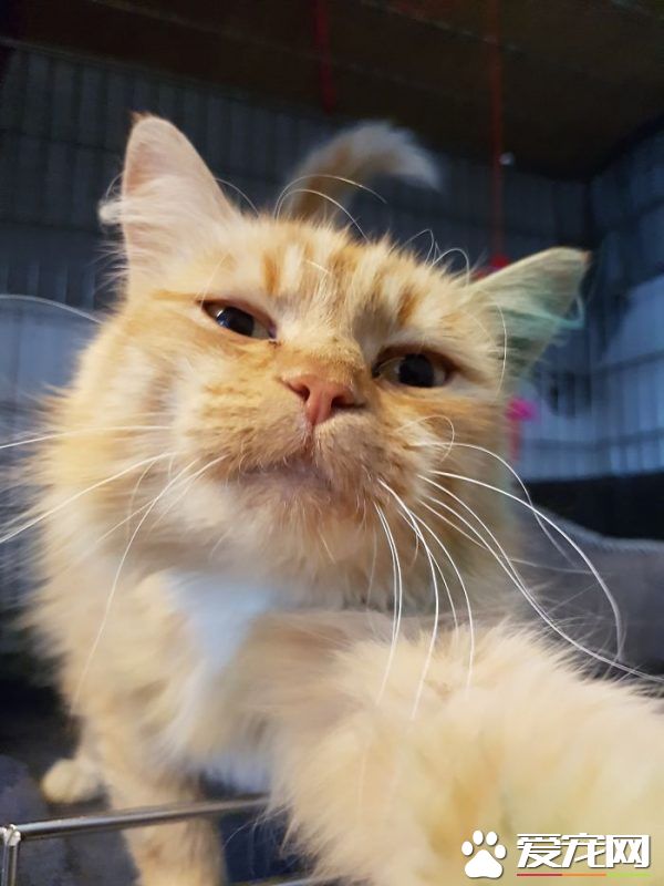 看！一位工作在猫咪收容所的女生对猫咪的爆料