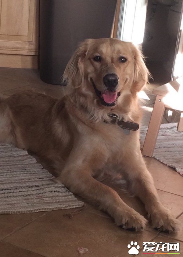 痛失好友的黄金猎犬 缘分让他捡到另一个孤单的灵魂