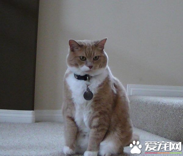 超励志!慵懒胖猫咪减肥三年 成功变身结实瘦猫