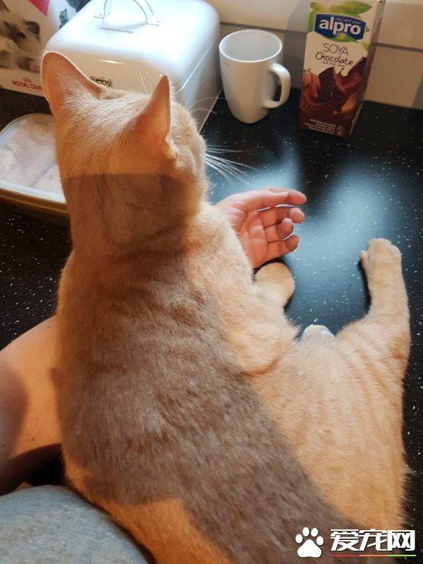 看！一位工作在猫咪收容所的女生对猫咪的爆料