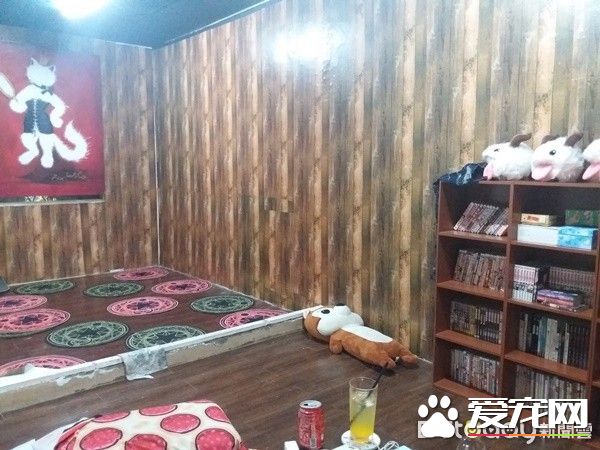 佛系经营方式的猫咖啡厅 现任店长背后故事超感人