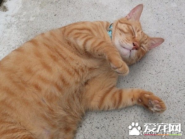 佛系经营方式的猫咖啡厅 现任店长背后故事超感人