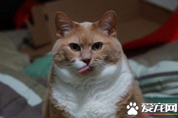 超励志!慵懒胖猫咪减肥三年 成功变身结实瘦猫