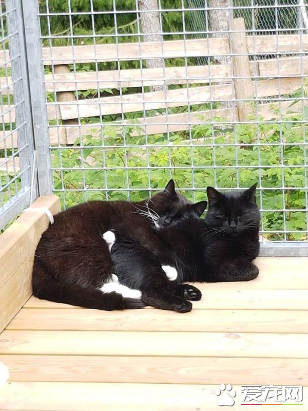 看！一位工作在猫咪收容所的女生对猫咪的爆料