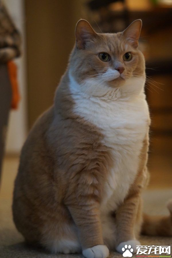 超励志!慵懒胖猫咪减肥三年 成功变身结实瘦猫