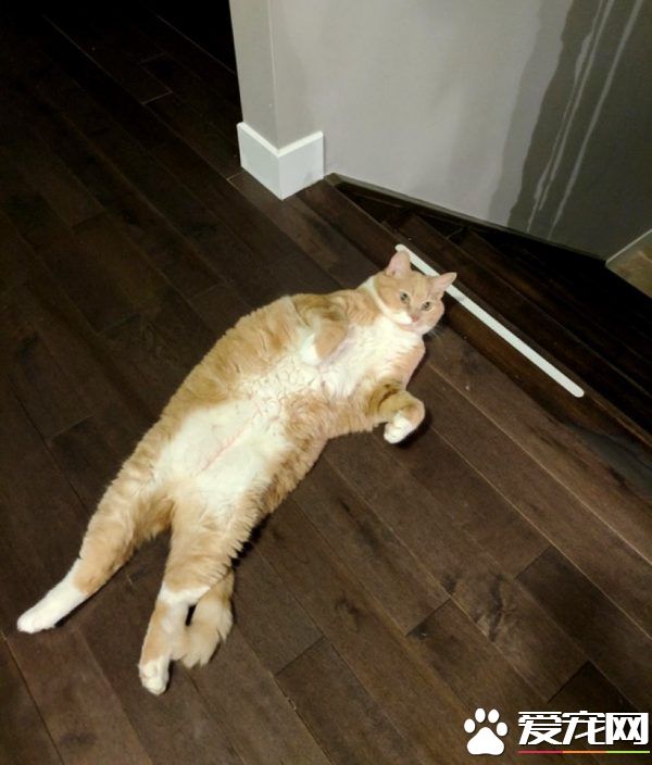 超励志!慵懒胖猫咪减肥三年 成功变身结实瘦猫