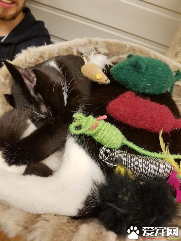 看！一位工作在猫咪收容所的女生对猫咪的爆料