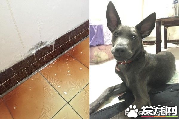 有趣的狗狗吃食照片被po出  来了解照片背后的故事