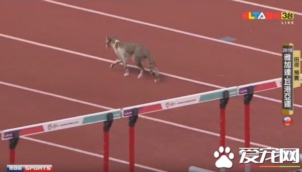 有趣！猫咪也来光顾印尼亚运 可爱身影让人忍俊不禁