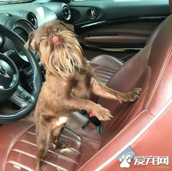 被称为老公公狗的坚果 长胡子却成为它受欢迎的标志