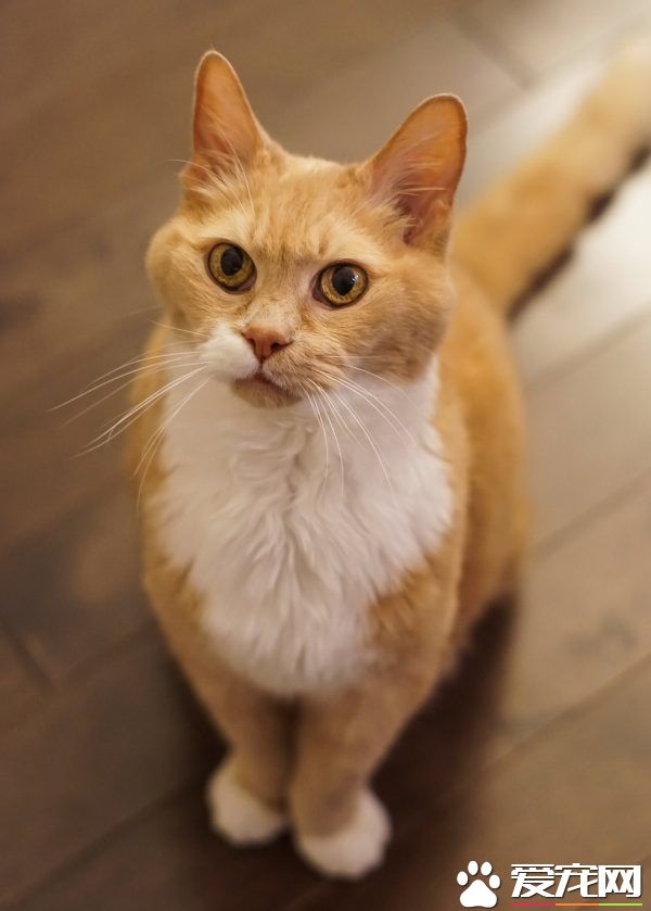 超励志!慵懒胖猫咪减肥三年 成功变身结实瘦猫