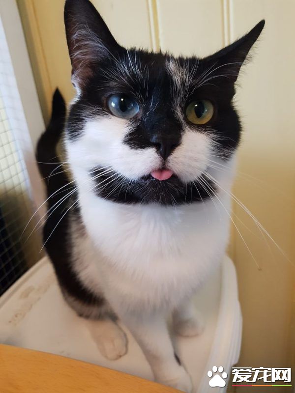 看！一位工作在猫咪收容所的女生对猫咪的爆料