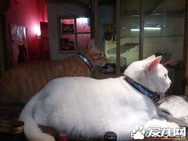 佛系经营方式的猫咖啡厅 现任店长背后故事超感人