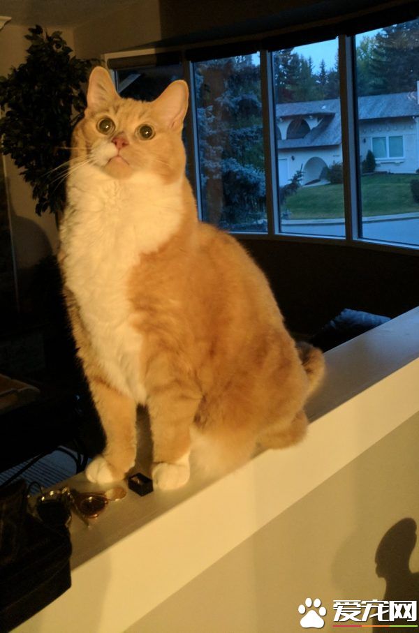 超励志!慵懒胖猫咪减肥三年 成功变身结实瘦猫