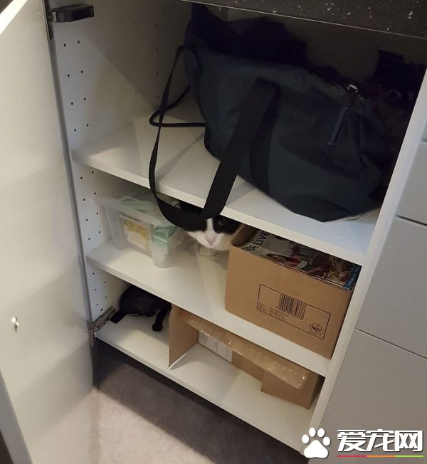 看！一位工作在猫咪收容所的女生对猫咪的爆料