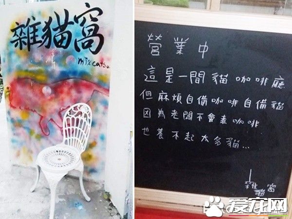 佛系经营方式的猫咖啡厅 现任店长背后故事超感人