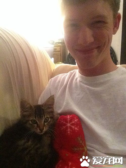 超暖心！虎斑浪猫散步捡来小浪猫 想要猫奴一起收编