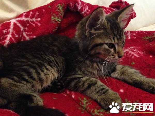 超暖心！虎斑浪猫散步捡来小浪猫 想要猫奴一起收编