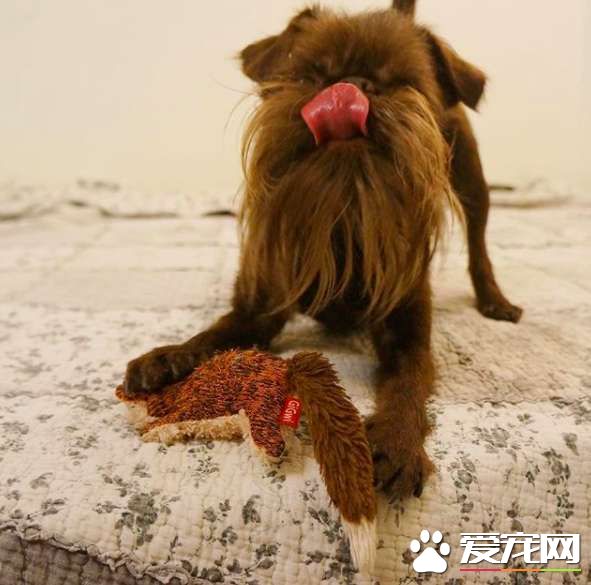 被称为老公公狗的坚果 长胡子却成为它受欢迎的标志