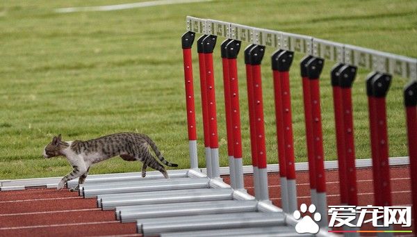 有趣！猫咪也来光顾印尼亚运 可爱身影让人忍俊不禁