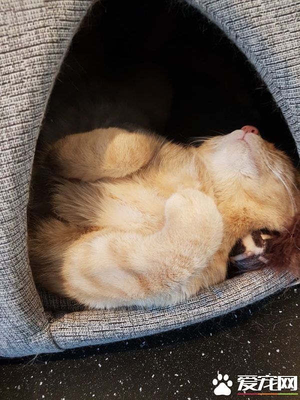 看！一位工作在猫咪收容所的女生对猫咪的爆料