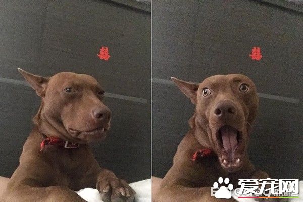 有趣的狗狗吃食照片被po出  来了解照片背后的故事