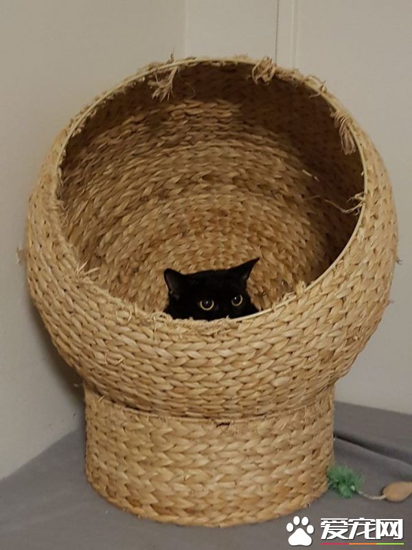 看！一位工作在猫咪收容所的女生对猫咪的爆料