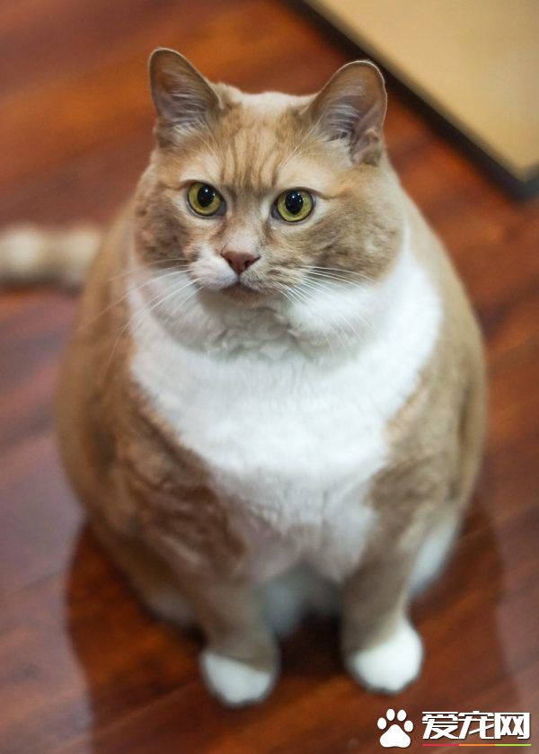 超励志!慵懒胖猫咪减肥三年 成功变身结实瘦猫