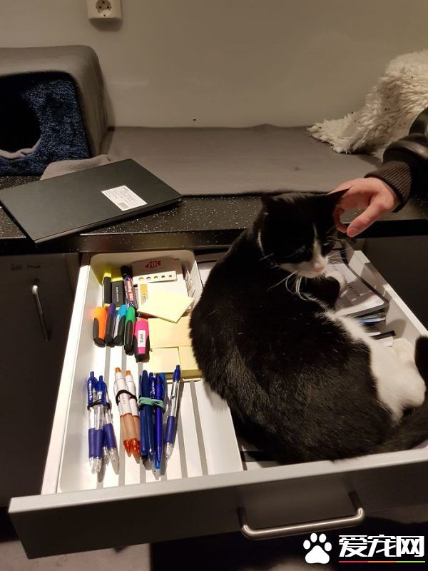 看！一位工作在猫咪收容所的女生对猫咪的爆料