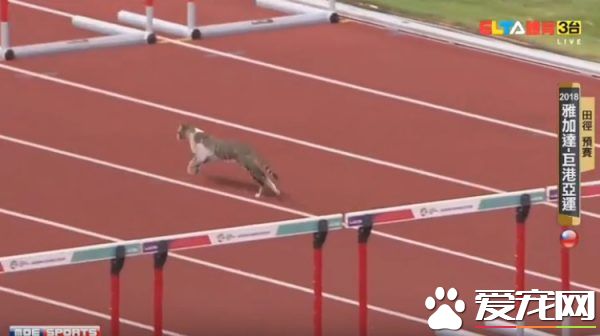 有趣！猫咪也来光顾印尼亚运 可爱身影让人忍俊不禁