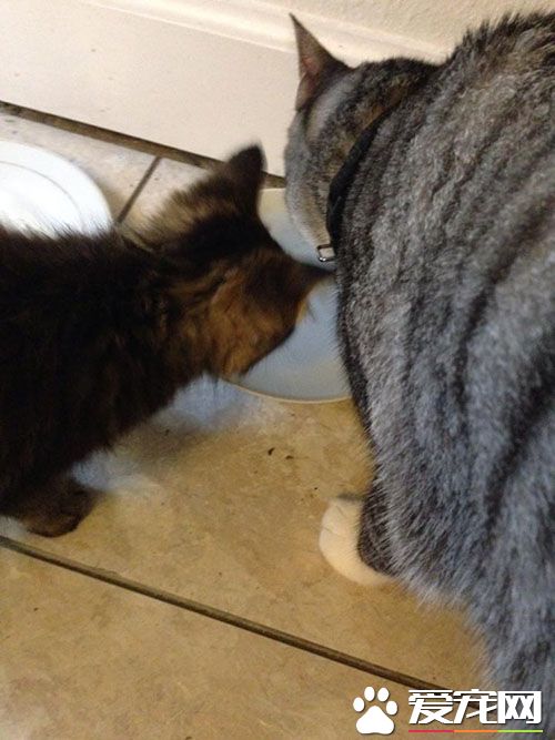 超暖心！虎斑浪猫散步捡来小浪猫 想要猫奴一起收编