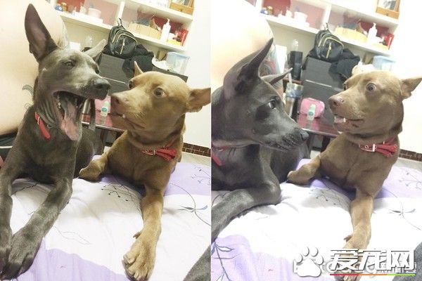 有趣的狗狗吃食照片被po出  来了解照片背后的故事