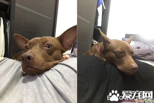 有趣的狗狗吃食照片被po出  来了解照片背后的故事