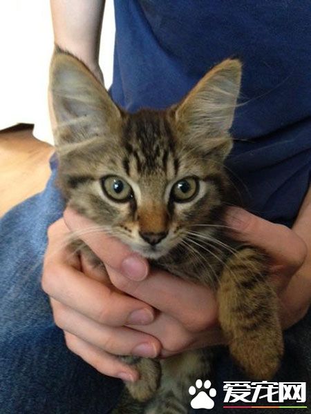 超暖心！虎斑浪猫散步捡来小浪猫 想要猫奴一起收编